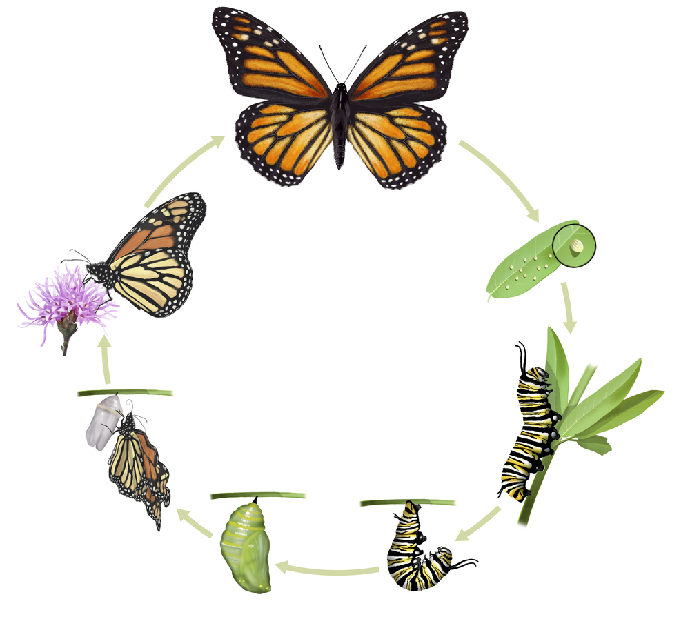 Butterfly Cycle InterestingInsects