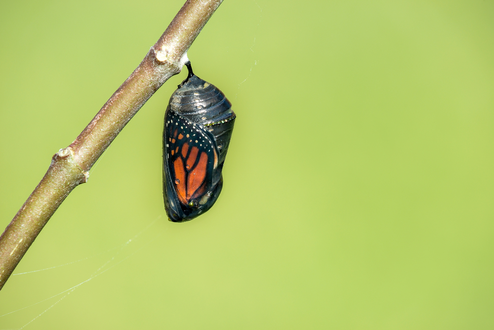 monarch butterfly caterpillar cocoon